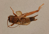 CollectionObject 1517749; 2cbed9b2-8ff2-4743-9346-ccaddd040866: male, dorsal view (holotype). (CollectionObject).