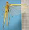 CollectionObject 1542792; DEES MZLQ-I0060, fb53c4f9-13e2-42f3-b816-c24cfba4f8bd: male, dorsal view (holotype). (CollectionObject).