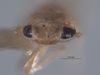 Head on Dziwneono sagittata Dworakowska, 1993: (Observation).