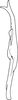 Stylus on Anufrievia adaucta Cao & Zhang, 2018: Stylus. (Observation).