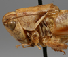 CollectionObject 1520633; b3c3fa0a-a6a4-4ea0-be6b-ad691aa7613c: male head and pronotum, lateral view (paratype). (CollectionObject).