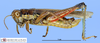 CollectionObject 1514665; 8888e6be-30cd-407f-b430-e351e967c7d8, MLP3379': male, lateral view (paratype). (CollectionObject).