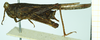 CollectionObject 1477090; 74e374c3-4ab4-4d1b-8ebc-799dac7b7f91, NHMUK010924781: female, lateral view (lectotype). (CollectionObject).