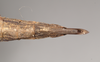 CollectionObject 1560273; 6ce14ac0-25f6-45dd-a0c7-f2e51e329f2b, NHMUK(SF IMPORT DUPLICATE) 844965: copyright Natural History Museum, London. female: end of abdomen, ventral view (holotype). (CollectionObject).