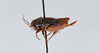 CollectionObject 2869071; d1f33f43-9e95-4762-90c4-400777982219, CNCI 1155120: Neonembius palustris. (CollectionObject).