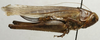 CollectionObject 1535152; b1bfa7a8-b368-43c5-ba26-d93a62cbfab9: female, lateral view (lectotype). (CollectionObject).