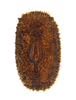 Paraphasma Redtenbacher, 1906: copyright Pedro Ivo Chiquetto-Machado. egg, dorsal view of TYPE SPECIES Paraphasma marginale. (Otu).