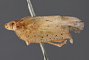 Habitus, lateral view: (Observation).
