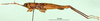 CollectionObject 1577148; 50d8a621-6313-4399-9311-2c548e71d65f: male, lateral view (paratype). (CollectionObject).