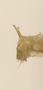 Habitus, dorsal view on Erythridula obvia (Beamer, 1930): Habitus (holotype, KSEM collection). (Observation).