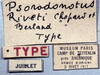 CollectionObject 1539765; 08b06cd0-29ef-4197-825c-1db234c6bb17: labels (syntype of Psorodonotus riveti). (CollectionObject).