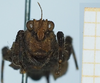CollectionObject 1583755; c331691f-4ead-4d70-a3d4-55794cc571f1: male, frontal view. (CollectionObject).
