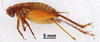 CollectionObject 1961463; c44ee7a2-ddfd-4128-9ea7-fdaf5ebc5ca4, ANSP 001_GRYLL_ANSP: Female, lateral view (paratype). (CollectionObject).