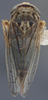 Habitus, dorsal view on Exitianus picatus (Gibson, 1919): Dorsal. (Observation).
