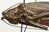 CollectionObject 1535957; cddf7e57-cbd4-435c-8c56-8686c81349e3: female pronotum, lateral view (syntype). (CollectionObject).