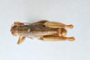 CollectionObject 2869234; CNCI 1013617, 7e4a64b2-bdf3-4c60-a0a0-fcedd43a7d16: Barytettix humphreysii. (CollectionObject).