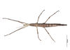 CollectionObject 1561386; 88cfe4ba-71cd-4a33-979b-f2f70143926c: copyright AMNZ, Auckland. female (holotype). (CollectionObject).