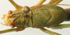 CollectionObject 1517323; 9c6ec389-8ff8-4463-b502-c967a698c84a: male pronotum and tegmina, dorsal view (holotype). (CollectionObject).