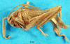 CollectionObject 1500195; ea1372b2-5074-404c-a4dd-e5b544f7a77c: male, lateral view (syntype). (CollectionObject).