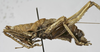 CollectionObject 1539588; c22f1f55-6164-4fb2-aee1-d368664ba291: male, lateral view. (CollectionObject).