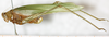 CollectionObject 1566634; NMW 16572, bb069380-97bb-449f-bce5-c22c894aeb8c: female, lateral view. (CollectionObject).