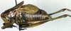 CollectionObject 1500563; f2dd6ff2-e46d-42c2-980c-e7ea3df250fa, DORSA BTpsoineS01: male, lateral view (holotype of Psorodonotus inermis). (CollectionObject).