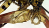 CollectionObject 1500585; 675c7238-0cef-49eb-b65b-a17a5f89c62d, DORSA BTpoeannS01: male, base of left tegmen (syntype). (CollectionObject).
