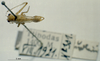 CollectionObject 1503157; a1cae345-b50b-474c-aebd-484673ded7e0: male, dorsal view (syntype). (CollectionObject).