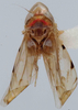 Habitus, dorsal view on Euzyginella marki Dietrich, 2013: Habitus. (Observation).