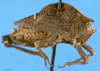 CollectionObject 1574689; 68086e0e-681d-4fa2-8fbc-b86ea9ed8bef, DORSA D034XM01: male, lateral view (syntype). (CollectionObject).