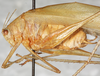CollectionObject 1533002; 3233cdb5-d4b6-4aca-92ec-dad807f55362: male, lateral view. (CollectionObject).