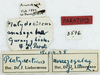 CollectionObject 1514653; 8c514156-b220-4c03-a331-5cdb8d869d3c: labels (paratype). (CollectionObject).