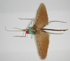 CollectionObject 1557425; 2b097204-6d6d-41fd-a339-280c85ea5c04: copyright ZMB, Berlin. male of synonym Haplopus ceratophyllus (syntype). (CollectionObject).;CollectionObject 1557426; c4b643df-7950-47f4-b9fd-d880ccb56f72: copyright ZMB, Berlin. male of synonym Haplopus ceratophyllus (syntype). (CollectionObject).