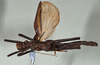 CollectionObject 1561461; 1d77f75d-7c03-42e0-8087-c393aa10e6dc: copyright USNM, Washington. (CollectionObject).