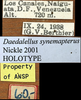CollectionObject 1522239; 4c2d3553-bc57-408f-81ec-c4133d1b974d: labels (holotype). (CollectionObject).