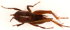 CollectionObject 1499640; 0f7306bb-602f-4367-af01-19a87bbc3b91: male, dorsal view. (CollectionObject).