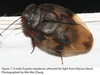 Ergaula nepalensis (Saussure, 1893): Ergaula nepalensis. (Otu).