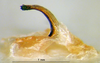 male phallus sclerite (holotype). Depicts CollectionObject 1521376; 67e40dea-e72f-4855-b47e-aef92f80afcb, a CollectionObject.