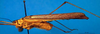 CollectionObject 1502847; fc419500-ed9a-4951-8987-fea5524948cd, DORSA BTstedilS03: female, lateral view (paralectotype). (CollectionObject).