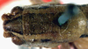 CollectionObject 1516730; 81b3e327-86b2-4281-808e-e61f13f5aab0: male head and pronotum, dorsal view (holotype). (CollectionObject).
