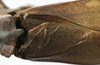 CollectionObject 1539610; 2a1572f8-511d-4bf2-9f6b-80cbbb750a04: male stridulatory area (holotype). (CollectionObject).