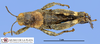 CollectionObject 1513125; fb0b2a3e-cae3-46d8-88a3-b311542cfdfc: male, dorsal view (holotype). (CollectionObject).