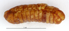 CollectionObject 1587289; MNHN(SF IMPORT DUPLICATE) MNHN-EP-EP1247, c972f412-c204-40bd-8bce-85f85169f25c: CC BY-NC-ND 4.0/MNHN - Depraetere Marion - 2014. Holotype, female, of minima Grandcolas, 1992. Specimen number: MNHN-EP-EP1247. http://coldb.mnhn.fr/catalognumber/mnhn/ep/ep1247. (CollectionObject).