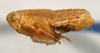 Habitus, lateral view on Eurysa (Eurysa) kormusi (Crawford, 1914): (Observation).