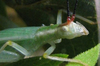 close-up of head, face, antennae. Depicts Oecanthus varicornis Walker, 1869, an Otu.