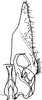 Subgenital plate, ventral view on Athysanopsis salicis Matsumura, 1905: Subgenital plate, dorsal view. (Observation).