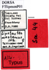 CollectionObject 1592429; 2d86392f-ef39-4c33-8828-f42ec3f29c6f: labels (allotype). (CollectionObject).