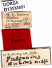 CollectionObject 1505149; f1d98d77-474d-43b9-b45e-2588a7dd43c3: labels (allotype). (CollectionObject).