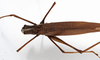 CollectionObject 1529772; 5f78f8c0-10a0-43f9-8efc-7a2f17f0829e: male, dorsal view (holotype). (CollectionObject).