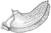 Arethaea coyotero Hebard, 1935: Pl. 6 fig. 2. female, ovipositor, lateral view. (Otu).